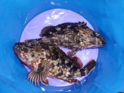 南港海釣り公園　ガシラ＆メバルの釣果