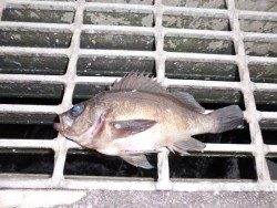 南港海釣り公園　ガシラ＆メバルの釣果
