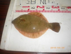 姫路市立遊魚センター 投げ釣りでカレイ31…