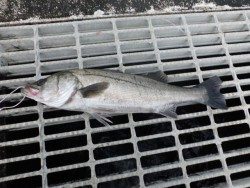 チヌ５０㎝！＆ハネ５０㎝！大阪南港海釣り公園