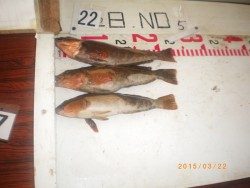 姫路市立遊漁センター　探り釣りでアイナメの釣果