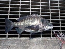 南港海釣り公園　チヌ＆ハネの釣果