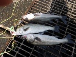 南港海釣り公園　チヌ＆ハネの釣果