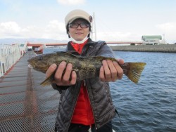 尼崎市立魚つり公園 ３９ｃｍの丸々と太った…
