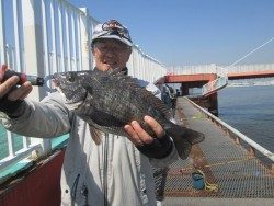 尼崎市立魚つり公園 エビ撒きズボ釣りでチヌとウミタナゴ 兵庫県 瀬戸内海側 尼崎フェニックス 釣り公園 ズボ釣り ぶっこみ クロダイ チヌ 陸っぱり 釣り 魚釣り 釣果情報サイト カンパリ