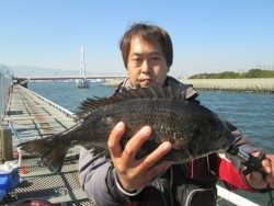 尼崎市立魚つり公園 エビ撒きズボ釣りでチヌとウミタナゴ