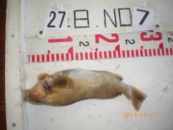 姫路市立遊魚センター 探り釣りでアイナメ