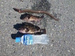 大阪南港海釣り公園 ガシラとアナゴの釣果がありました