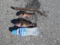 大阪南港海釣り公園 ガシラとアナゴの釣果が…