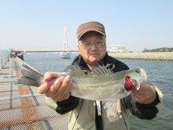 尼崎市立魚つり公園 ズボ釣りでハネ