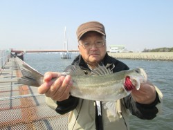 尼崎市立魚つり公園 ズボ釣りでハネ