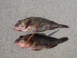 大阪南港海釣り公園 ガシラの釣果