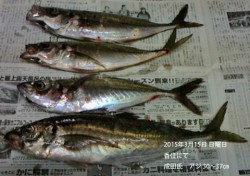 香住にて30～37㎝の良型アジの釣果
