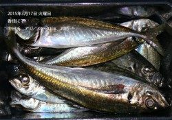 香住にてアジ30〜42ｃｍの釣果