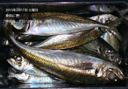 香住にてアジ30〜42ｃｍの釣果