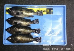 香住にて25～28㎝の良型メバルの釣果