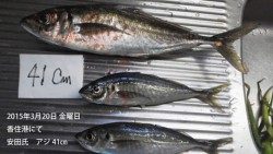 香住港にてアジ 41㎝