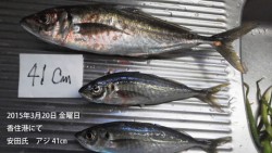 香住港にてアジ 41㎝