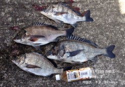 妻鹿沖5番にてチヌの釣果