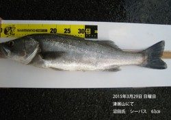 津居山にてシーバス63㎝！