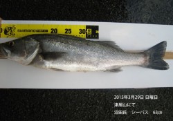 津居山にてシーバス63㎝！