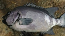 白浜地磯でイシダイ！！