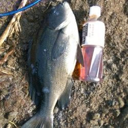 南部堺磯 大島のアラタキにてグラマーなグレ43㎝♪