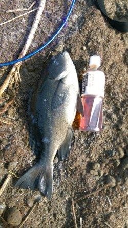 南部堺磯 大島のアラタキにてグラマーなグレ43㎝♪