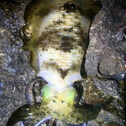 椿地磯でエギング　上から550、650グラム