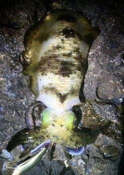 椿地磯でエギング　上から550、650グラム