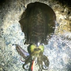 椿地磯でエギング　上から550、650グラム