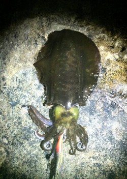 椿地磯でエギング　上から550、650グラ…