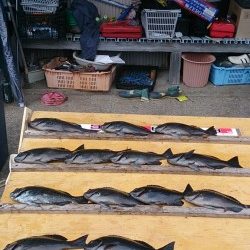 萩尾の渡船釣果　グレ好釣♫