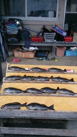 萩尾の渡船釣果　グレ好釣♫