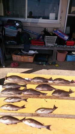 萩尾の磯でのフカセ釣果