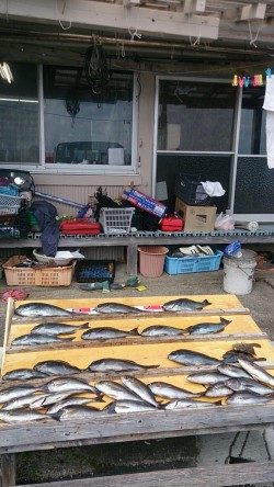 萩尾の渡船釣果　グレ好釣♫