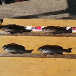 萩尾の渡船釣果　グレ16枚他