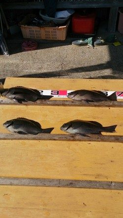 萩尾の渡船釣果　グレ16枚他