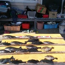 萩尾の渡船釣果　グレ16枚他