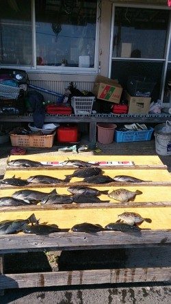 萩尾の渡船釣果　グレ16枚他