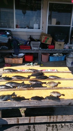 萩尾の渡船釣果　グレ16枚他