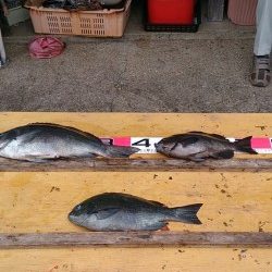 21日　萩尾の磯でのフカセ情報