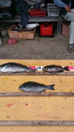 21日　萩尾の磯でのフカセ情報