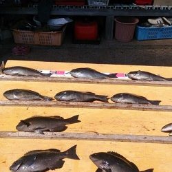 萩尾の磯でのグレ釣果