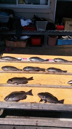 萩尾の磯でのグレ釣果