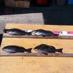 萩尾の磯でのグレ釣果