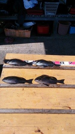 萩尾の磯でのグレ釣果