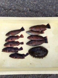 マリーナシティ海釣り公園にてガシラ・ベラ・ナマコもゲット