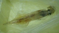 椿地磯でヤエン　アオリの他にヤリイカも釣れました