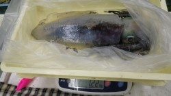 椿地磯でヤエン　アオリの他にヤリイカも釣れました